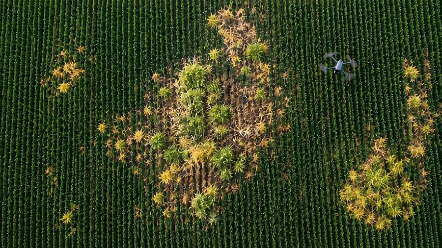 Relevamiento aéreo para identificar focos de malezas en un cultivo